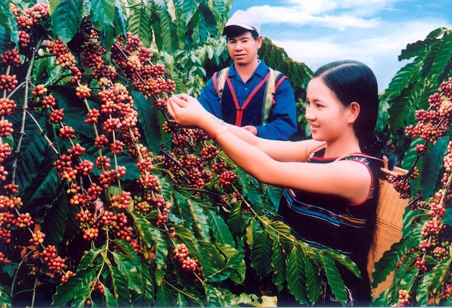 Tỉnh Kon Tum có 02 sản phẩm được công nhận đạt chứng nhận sản phẩm công nghiệp nông thôn tiêu biểu cấp quốc gia