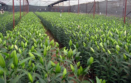Chấp thuận chủ trương đầu tư dự án khu sản xuất giống cây trồng nông lâm nghiệp phục vụ sản xuất nông lâm nghiệp ứng dụng công nghệ cao
